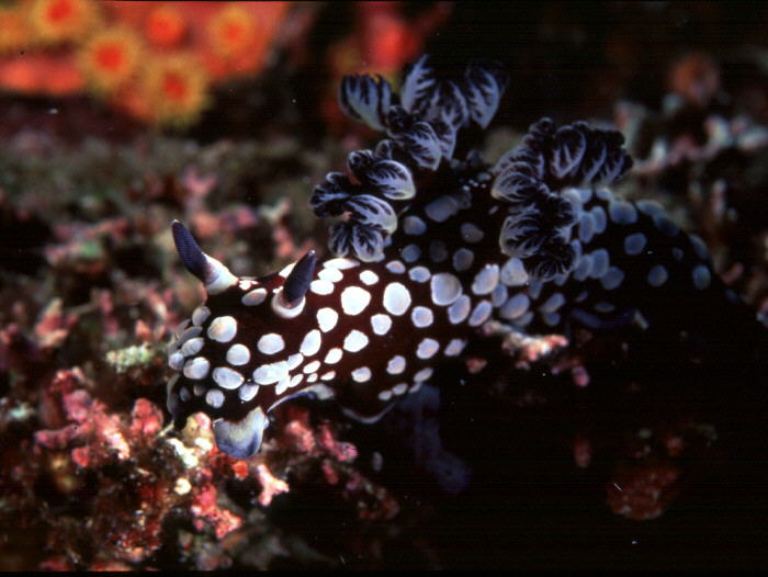 Nembrotha spK